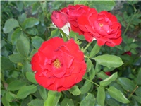 852fb683-Picture 4974.jpg